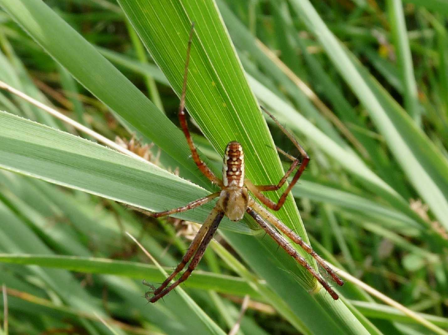 Argiope bruennichi